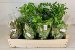 Zioła doniczkowe - zestaw 12 szt